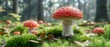 © Jevjenijs - a group of red mushrooms sitting on top of a lush green forest filled with lots of leafy green grass.