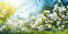 Spring Flower Background Banner Panorama - Closeup Of White Apple Blooming Blossom Flowers On Tree In Springtime, With Soft Bokeh