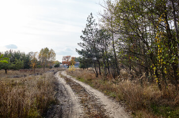 Wall Mural - Dense forest against the sky. Beautiful landscape of trees and road in the forest