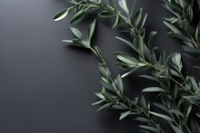 Wild Olive Branches On Gray Background. Twigs With Fresh Green Olive Leaves On Light Background. Copy Space