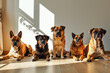 A pack of playful pups of various breeds gather together on the cozy indoor floor, their fluffy brown coats glistening in the warm sunlight as they sit patiently for their owner's attention