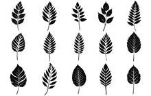 Birch Leaf Silhouettes, Birch Tree Branch With Leaves.