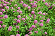 Pink color flowers of blooming clover on the field close up view on bright sunny summer day