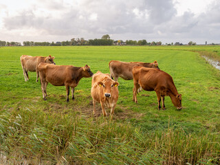 Wall Mural - Jersey diary cows on green pasture in polder near Raard, Friesland, Netherlands