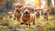 Brown dachshund puppies run and play on the grass in the sun. A joyful group of puppies happily frolicking in nature, in the park. Puppy Day
