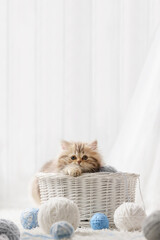 Wall Mural - Cute purebred tabby kitten in a wicker basket with balls of yarn on a white carpet in a light interior. Banner with a place for writing, a blank for an advertising layout.