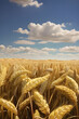 Wheat field. Ears of golden wheat closeup. Harvest concept
