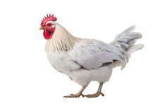 White Chicken With Red Comb Standing. A White Chicken With A Red Comb Stands Confidently In Front Of A Plain Transparent Background.