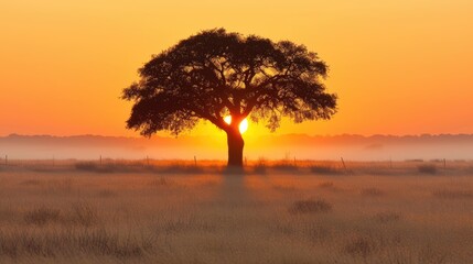 Sticker - tree in the sunset