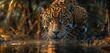 Dusk Paddle: Solitary Jaguar Moving Stealthily Through Twilight