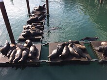 A Group Of Seals Sunbathing And Resting At The Pier