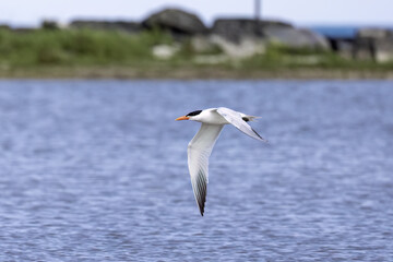 Wall Mural - Caspian terns (Hydroprogne caspia) in flight