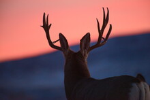 Deer Sillouette