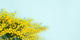 Fototapeta Tulipany - Flowers spring composition. Frame made of mimosa flowers on blue background. Easter, Women's day concept. banner