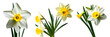daffodil flowers with leaves isolated on transparent white background, white narcissus blossoms, spring is coming