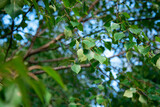 Fototapeta Sypialnia - Green foliage on a summer day. Close-up. Trees and botany.