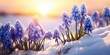 Muscari in early spring in the snow. Clearing in the forest. First spring flower. Generative AI
