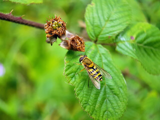 Poster - Fly on a flower