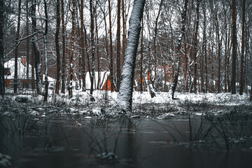 trees in the winter forest under the snow