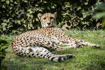 Wall Mural - Gepard (Acinonyx jubatus)