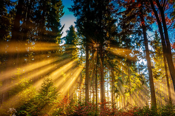 Poster - sun beams in an autumn morning forest