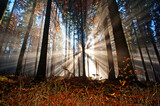 Fototapeta Kwiaty - sun beams in an autumn morning forest