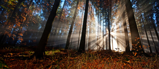 Canvas Print - sun beams in an autumn morning forest