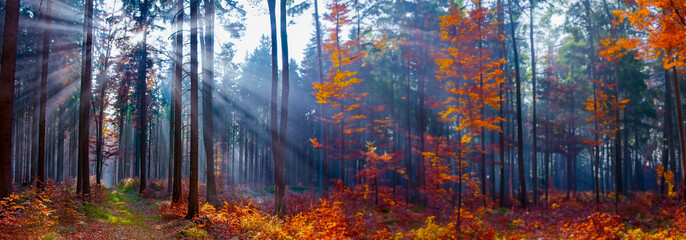 Poster - sun beams in an autumn forest