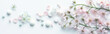 Herbal medicine banner and header for bookmarks and sites. Ethereal light and pink flowers; clean panoramic background. Medicinal herbs, blooms, leaves and petals for naturopathy and alternative cure
