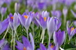 Violette Krokuswiese im Frühling