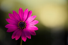A Cape Marguerite With Purple Colours Isolated On Green Background. Daisy Flower. Dimorphotheca Ecklonis.