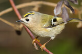 Fototapeta  - Goldcrest bird sitting on a twig, Regulus regulus, bird with a yellow stripe on its head, smallest bird in Europe, tiny, fast and agile bird with a yellow crest