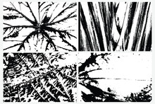 Collection Of Diverse Vector Traces Depicting Rainforest Vegetation, Including Ferns And Leaf Patterns. Textures Of Various Tropical Plant Species, In Black And White. Traces Of Tropical Plants.