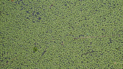 Lemna minor (Mata Lele, thallus, common duckweed, lesser duckweed). Lemna minor is very suitable for bioethanol production