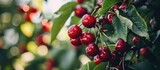 The ripe sweet cherries on the tree in the garden beckoned the birds with their vibrant red hues and mouthwatering taste.