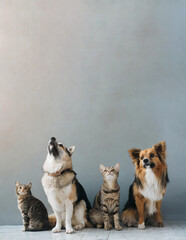 Line of Cats and Dogs Looking Upward, Simple Background, Space for Copy