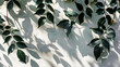 sobreposição de sombra natural em folha para o verão em fundo de textura branca
