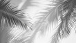 sobreposição de sombra natural em folha de palmeira para o verão em fundo de textura branca
