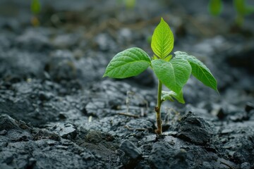 Young seedling growing from soil on blurred background. New life concept