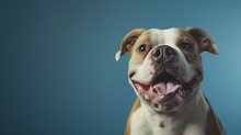 Portrait Happy Smiling American Bully Dog. Isolated On Blue Background. : Generative AI