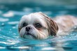 Dog that is swimming in the water
