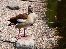 Egyptian Goose Standing On A Rock By A Pond