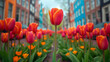  tulips in front of Amsterdam row houses, city scene, colorful Spring season in the Netherlands, colorful tulips in Amsterdam city, blur background, soft bokeh