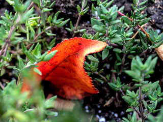 Wall Mural - a red autumn leaf in the green grass