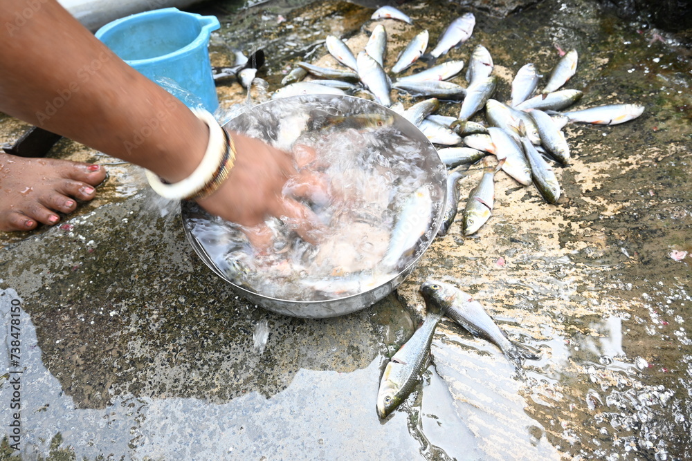 Indian woman hand cleaning fish. Rohu fish. It is a species of fish of ...
