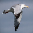 Herring Gull (Larus argentatus) Close Up In Flight With Wings Down