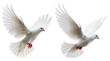 isolated flying dove bird in set of two