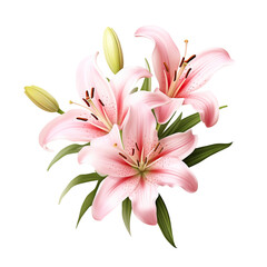 Wall Mural - Elegant blooming lilies with buds, cut out