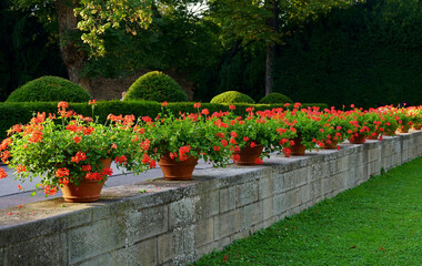 Wall Mural - geraniums in flowerpots on the streets of Prague. Beautiful red geraniums blooming in sunset light. Famous balcony pots with geraniums