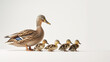 © Zic stock - duck and ducklings
